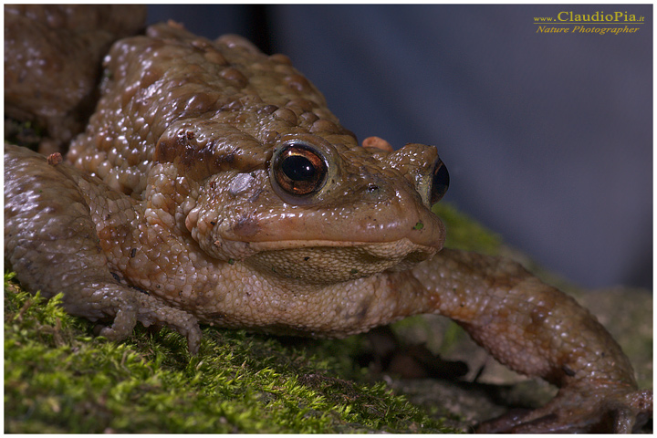 bufo bufo rospo comune, mating, deposizione uova, ovature