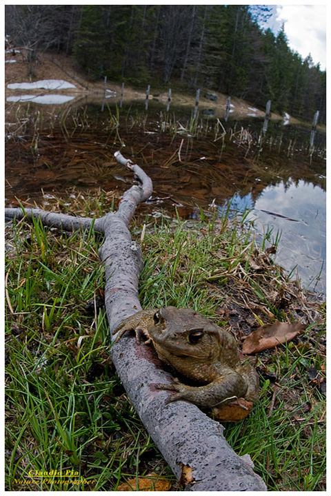 bufo bufo rospo comune, mating, deposizione uova, ovature