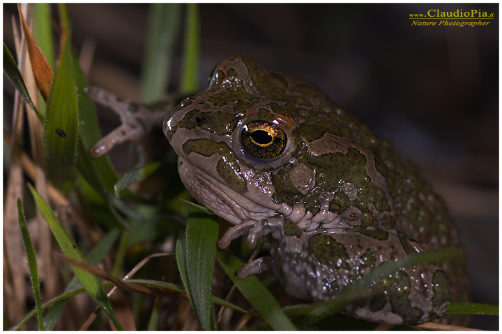 bufo viridis rospo smeraldino, mating, deposizione uova, ovature