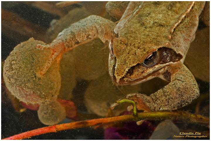 rana dalmatina, mating, deposizione uova, ovature