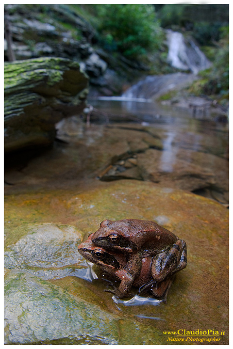 rana dalmatina, mating, deposizione uova, ovature