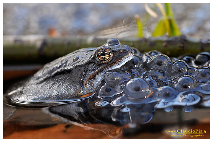 rana temporaria, rana alpina, common frog, rana_bermeja, val d Aveto, mating, deposizione uova, ovature