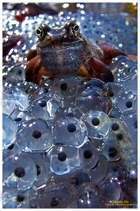 rana temporaria, rana alpina, common frog, rana_bermeja, val d Aveto, mating, deposizione uova, ovature