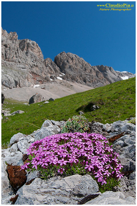 Fiori Di Montagna Flowers Altitude Flores De Altitud Fiori