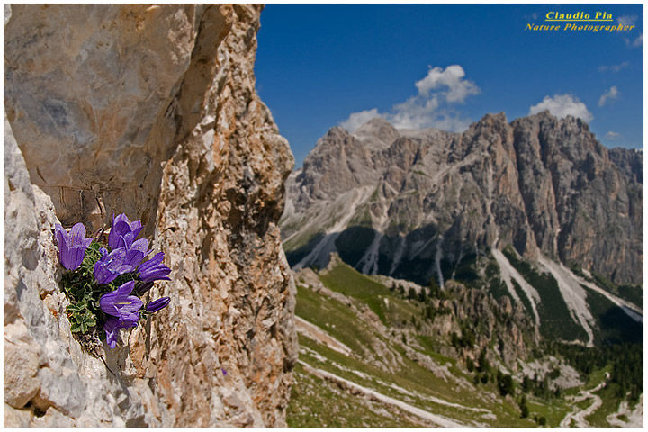 campanula morettiana, fiori di montagna, alpini, fotografia, foto, alpine flowers, dolomiti