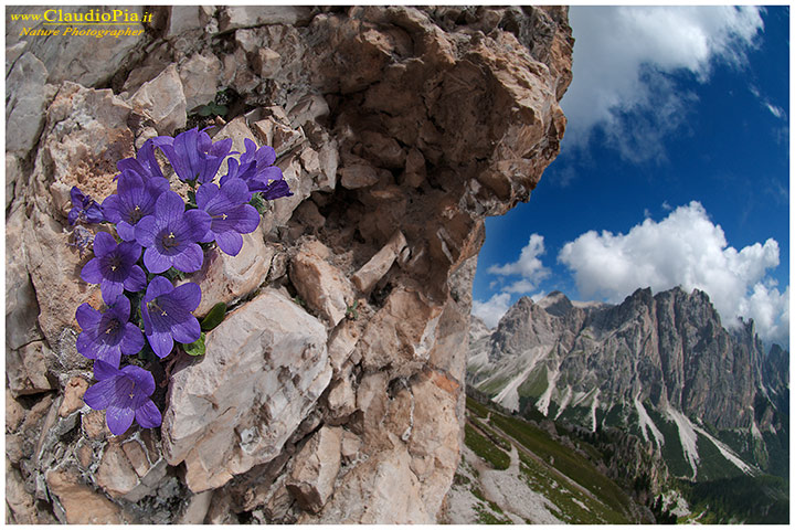 campanula morettiana, fiori di montagna, alpini, fotografia, foto, alpine flowers, dolomiti