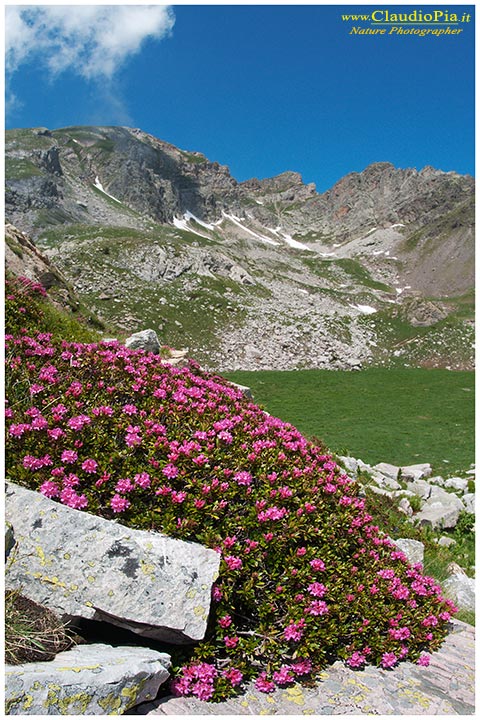 Rododendro, rhododendron ferrugineum, fiori di montagna, alpini, fotografia, foto, alpine flowers