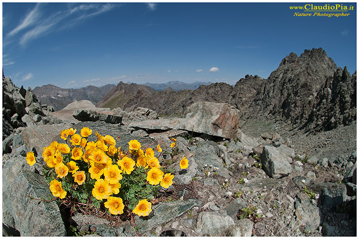 Geum reptans, fiori di montagna, alpini, fotografia, foto, alpine flowers, monviso