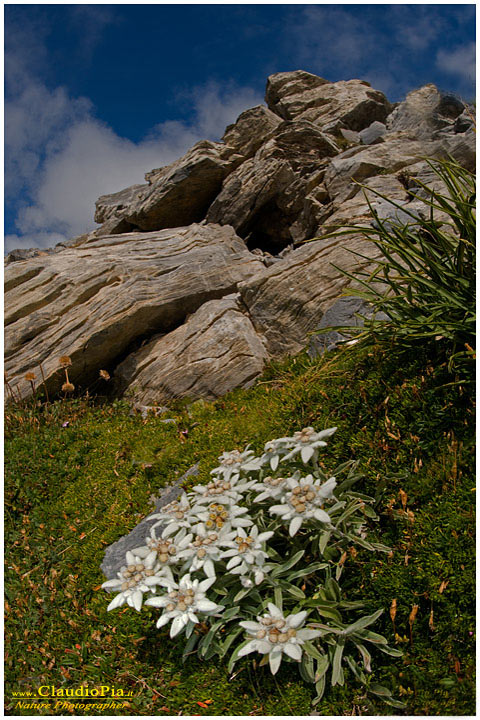 leontopodium alpinum, fiori di montagna, alpini, fotografia, foto, alpine flowers