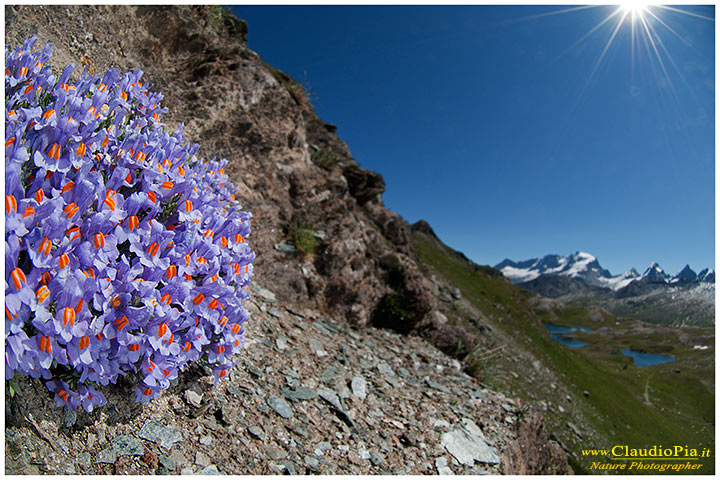 linaria alpina, fiori di montagna, alpini, fotografia, foto, alpine flowers, gran paradiso