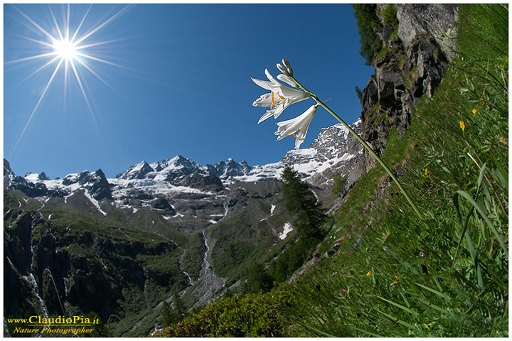 paradisea liliastrum, fiori di montagna, alpini, fotografia, foto, alpine flowers, Gran paradiso