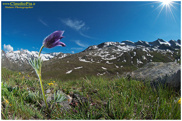 Pulsatilla halleri, fiori di montagna, alpini, fotografia, foto, alpine flowers, gran paradiso