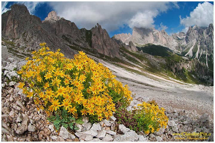 saxifraga aizoides, fiori di montagna, alpini, fotografia, foto, alpine flowers, dolomiti