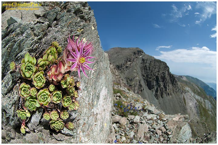 sempervivum montanum, fiori di montagna, alpini, fotografia, foto, alpine flowers, monviso