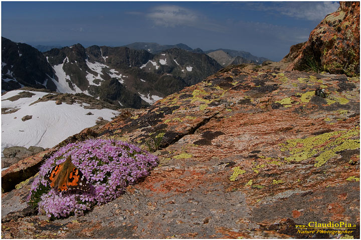 silene acaulis, fiori di montagna, alpini, fotografia, foto, alpine flowers