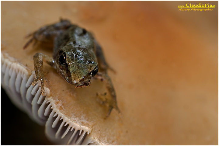 fungo, mushroom, autunm, stropharia squamosa, fungi, fungus, mushrooms, macrophotography, val d'aveto