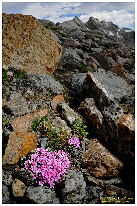 Androsace alpina, fiori alpini, fiori di montagna, alpine flowers, valtellina