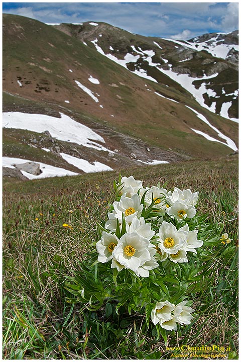 Anemone narcissiflora, fiori alpini, fiori di montagna, alpine flowers, alpi liguri