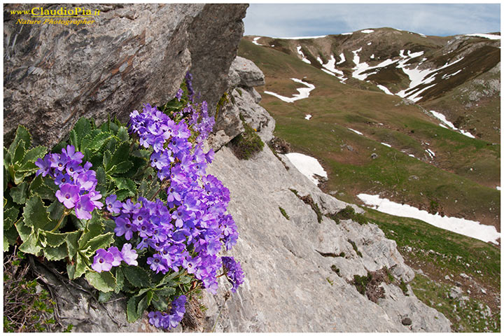 Primula marginata, fiori alpini, fiori di montagna, alpine flowers, alpi liguri