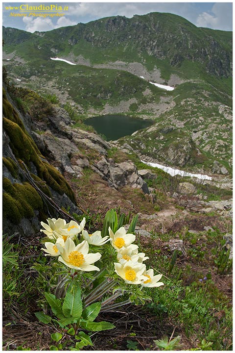 Pulsatilla alpina subsp apiifolia, fiori alpini, fiori di montagna, alpine flowers alpi liguri