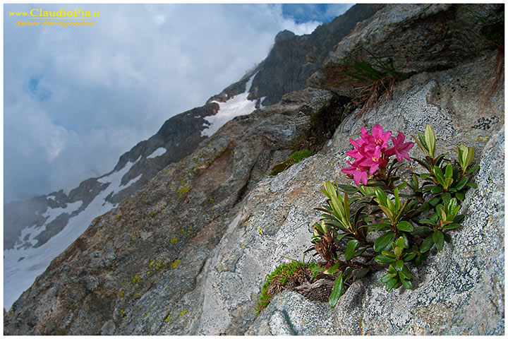 Report Fiori Alta Quota Alpine Flowers Fiori Di Montagna Nature Photography Macrofotografia Foto Naturalistica Outdoor Close Up