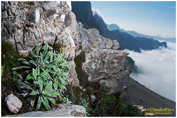 Saxifraga callosa, fiori alpini, fiori di montagna, alpine flowers alpi liguri