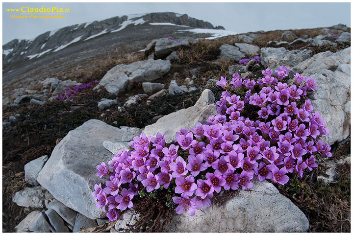 Saxifraga oppositifolia, Alpi Liguri, fiori alpini, fiori di montagna, alpine flowers