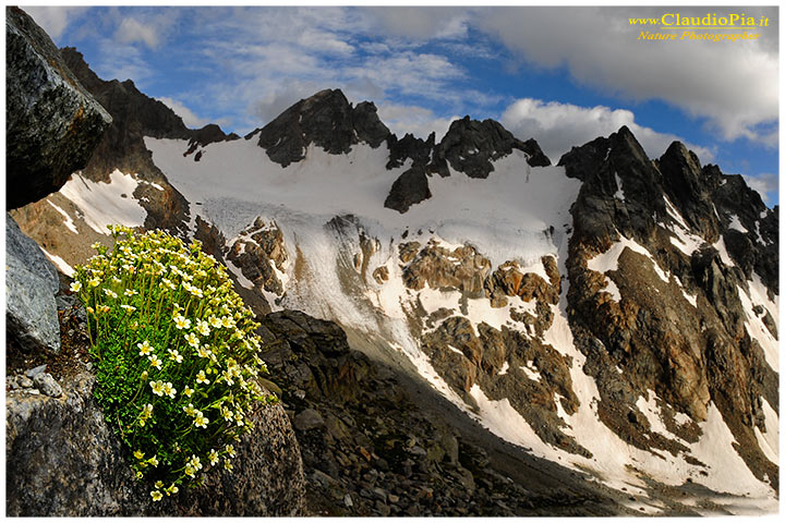 Saxifraga exarata, fiori alpini, fiori di montagna, alpine flowers, valtellina