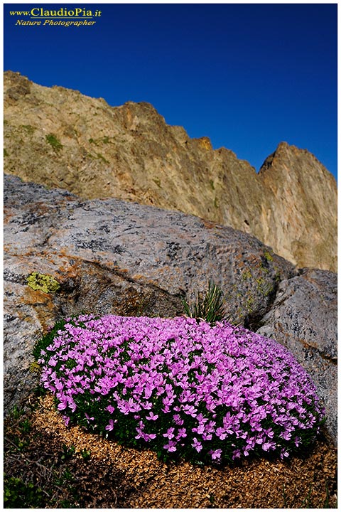 Silene acaulis, Alpi Liguri, fiori alpini, fiori di montagna, alpine flowers