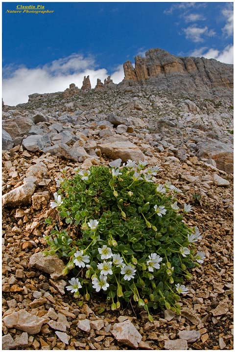 Cerastium latifolium, fiori di montagna, fioriture alpine, alpine flowers foto, val di fassa