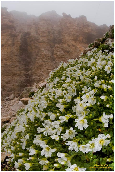 Cerastium uniflorume, fiori di montagna, fioriture alpine, alpine flowers foto, val di fassa