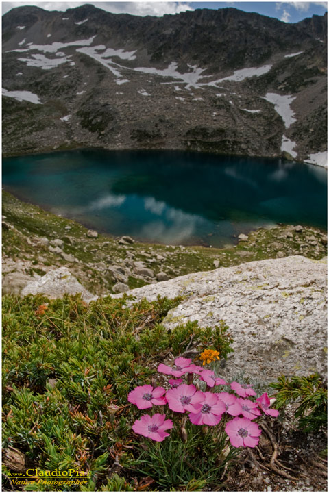 Dianthus pavonius, fiori di montagna, fioriture alpine, alpine flowers foto, alpi marittime