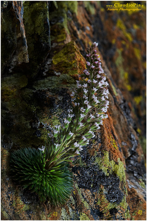 Saxifraga frolulenta, fiori di montagna, fioriture alpine, alpine flowers foto, alpi marittime