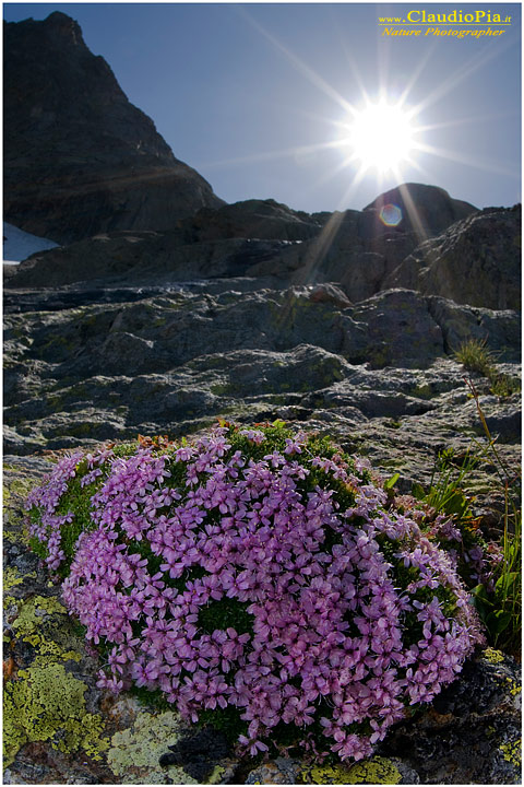 Silene acaulis, fiori di montagna, fioriture alpine, alpine flowers foto, alpi marittime