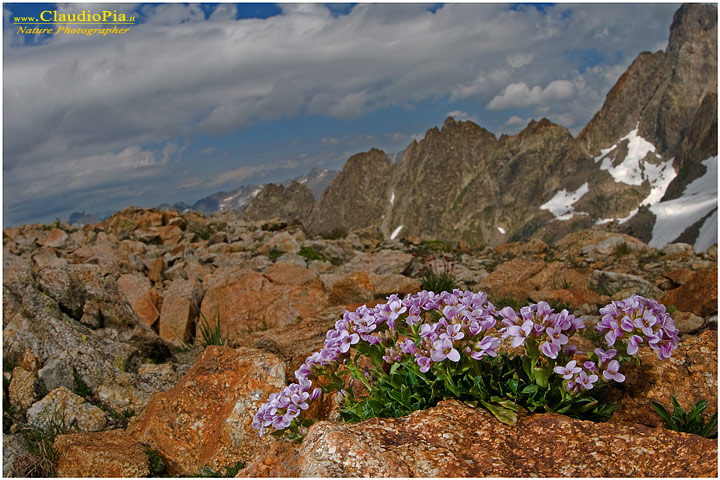 Thlaspi rotundifolia, fiori di montagna, fioriture alpine, alpine flowers foto, alpi marittime