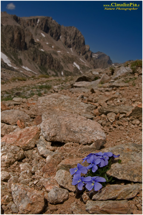 Viola argenteria, fiori di montagna, fioriture alpine, alpine flowers foto, alpi marittime