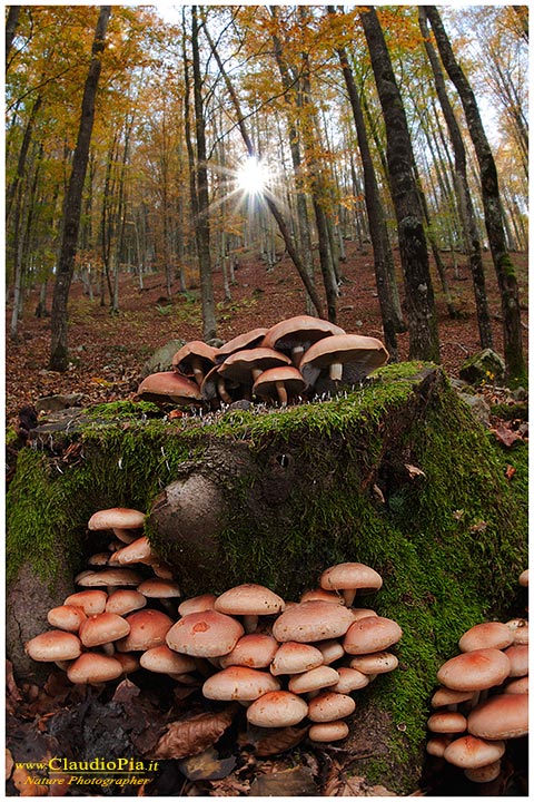 Funghi, mushroom, fungi, fungus, val d'Aveto, Nature photography, macrofotografia, fotografia naturalistica, close-up, mushrooms, Hypholoma sublateritium