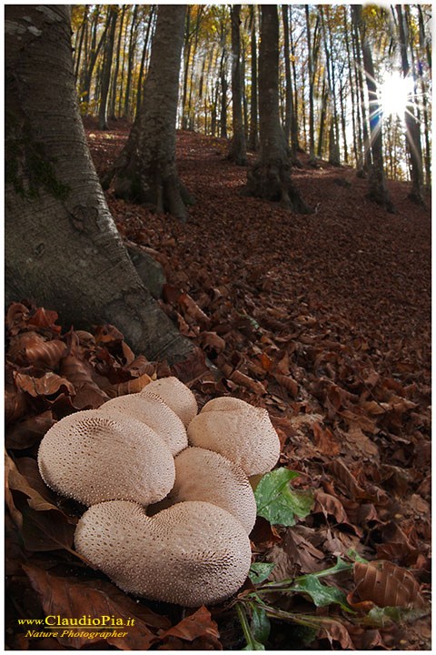 Funghi, mushroom, fungi, fungus, val d'Aveto, Nature photography, macrofotografia, fotografia naturalistica, close-up, mushrooms  Lycoperdon perlatum