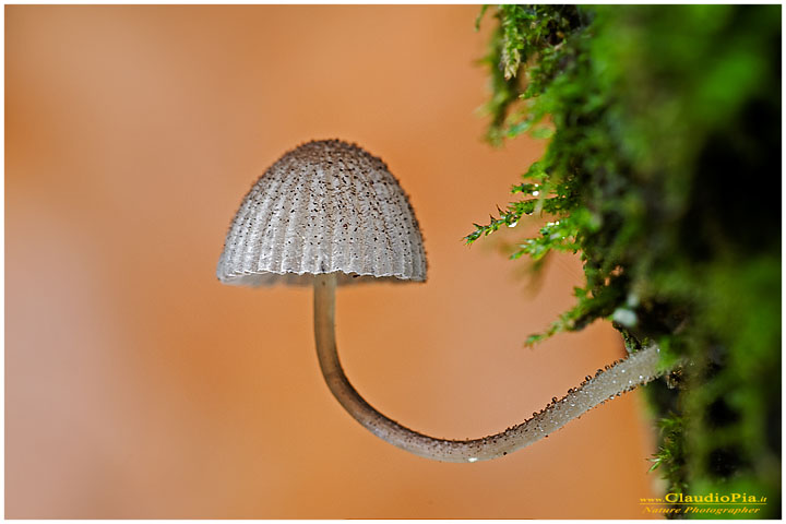 Funghi, mushroom, fungi, fungus, val d'Aveto, Nature photography, macrofotografia, fotografia naturalistica, close-up, mushrooms, mycena