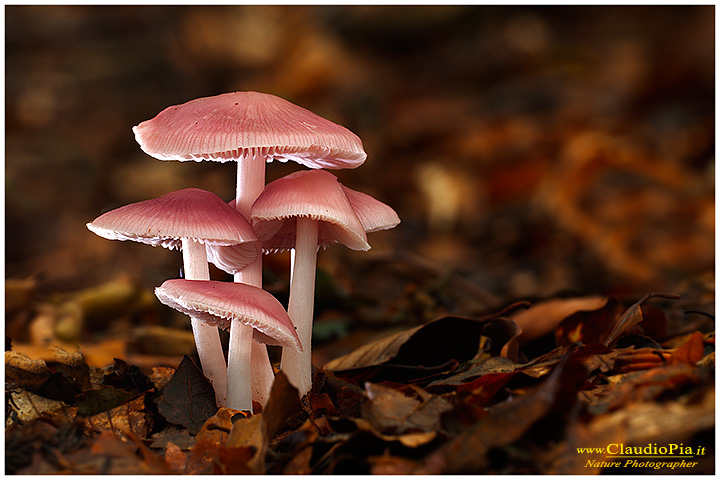 Funghi, mushroom, fungi, fungus, val d'Aveto, Nature photography, macrofotografia, fotografia naturalistica, close-up, mushrooms Mycena rosea