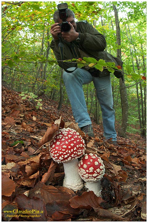 Funghi, mushroom, fungi, fungus, val d'Aveto, Nature photography, macrofotografia, fotografia naturalistica, close-up, mushrooms carlo tripepi