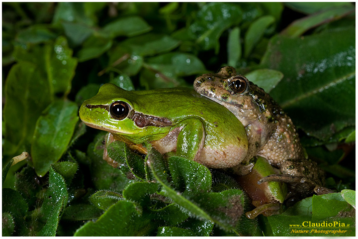 pelodytes punctatus, pelodite punteggiato, mating, deposizione uova, ovature