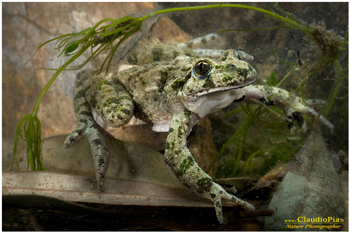 pelodytes punctatus,, pelodite punteggiato, mating, deposizione uova, ovature