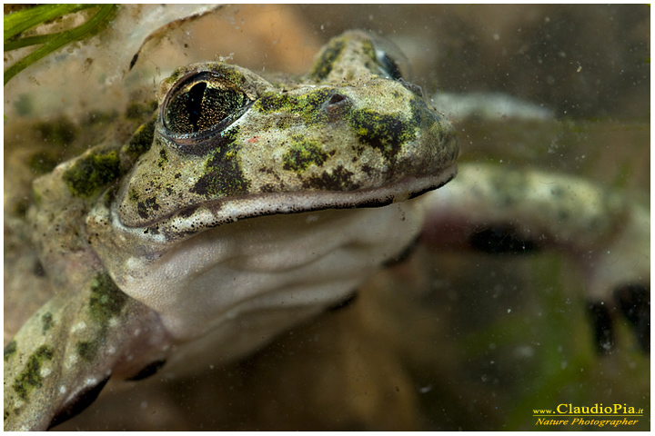 pelodytes punctatus,, pelodite punteggiato, mating, deposizione uova, ovature