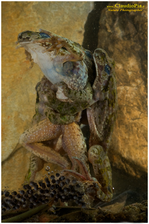 pelodytes punctatus, mating,, pelodite punteggiato, deposizione uova, ovature