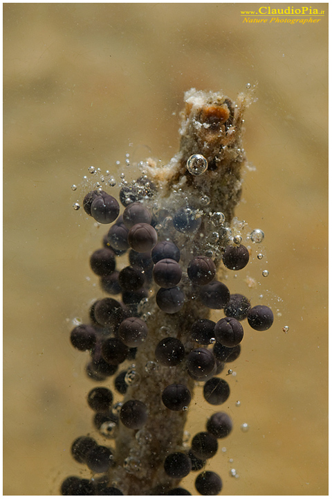 pelodytes punctatus, mating,, pelodite punteggiato, deposizione uova, ovature