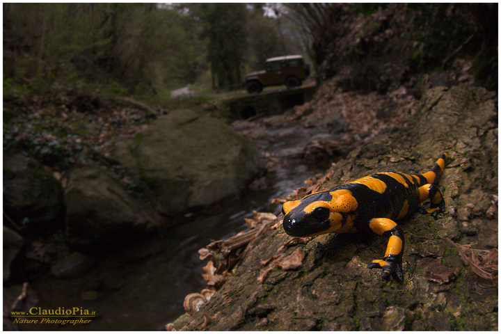 foto salamandra, foto anfibi, fotografia, salamandra pezzata