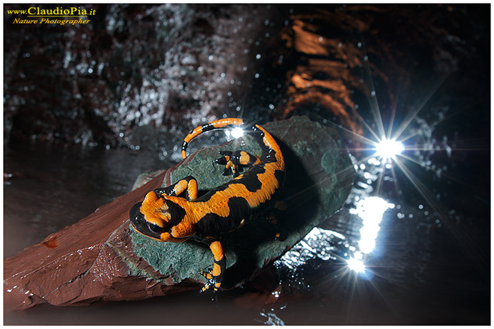 foto salamandra, foto anfibi, fotografia, salamandra pezzata