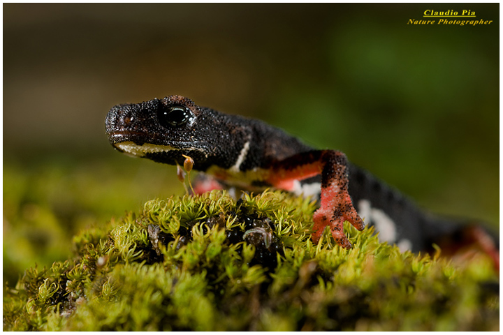 foto salamandra, foto anfibi, fotografia, salamandrina perspicillata