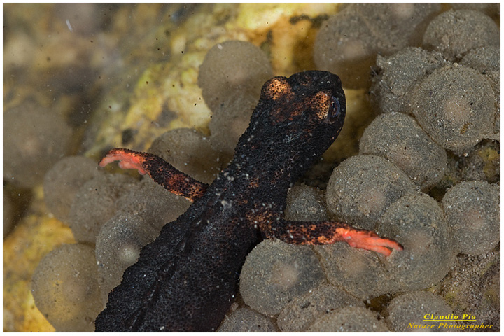 foto salamandra, foto anfibi, fotografia, salamandrina perspicillata